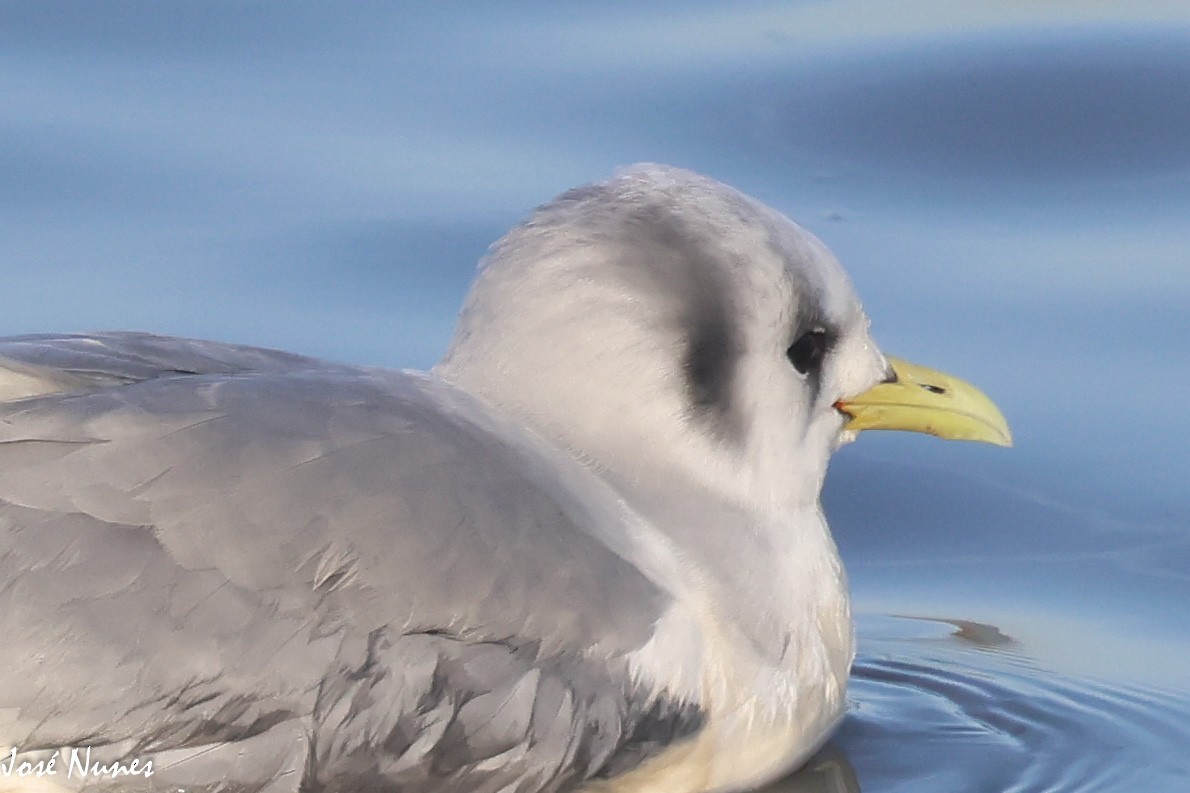 Mouette tridactyle - ML510241141