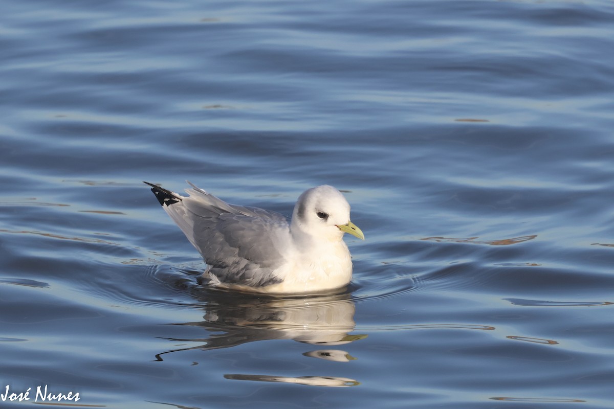 Black-legged Kittiwake - ML510241151