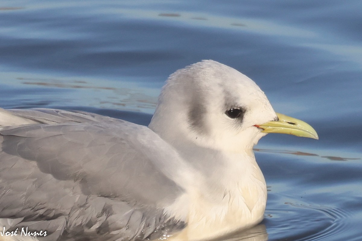 Mouette tridactyle - ML510241191