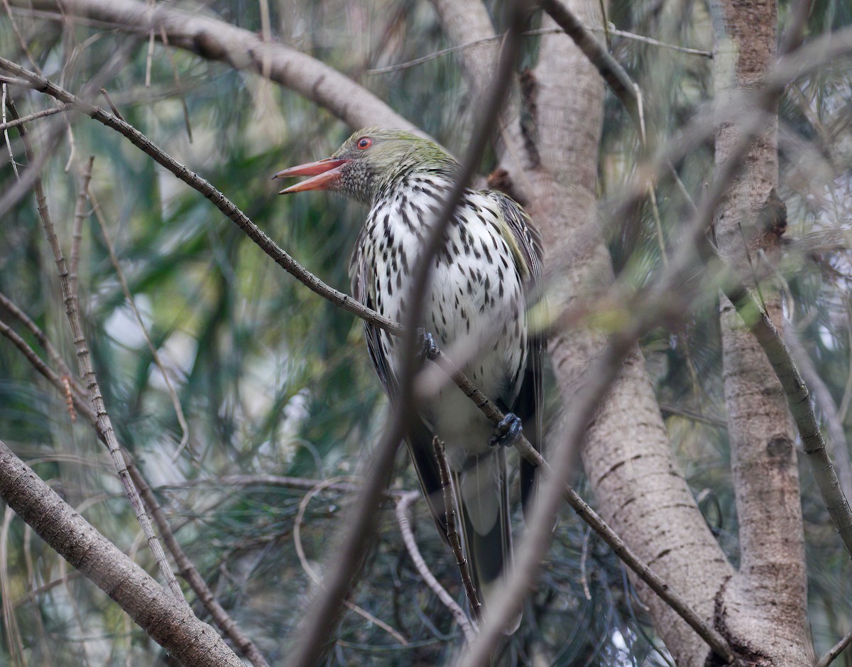 Olive-backed Oriole - ML510241601