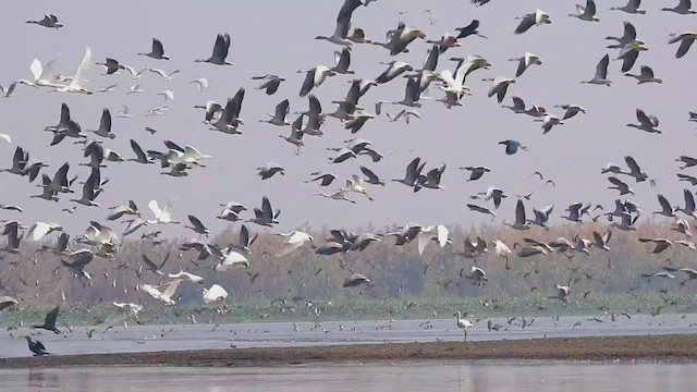 Нугасны овгийн зүйл - ML510242841