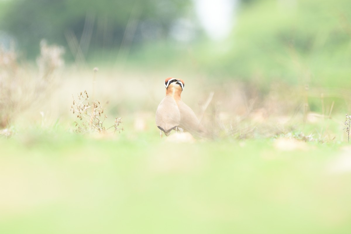 Indian Courser - ML510242861