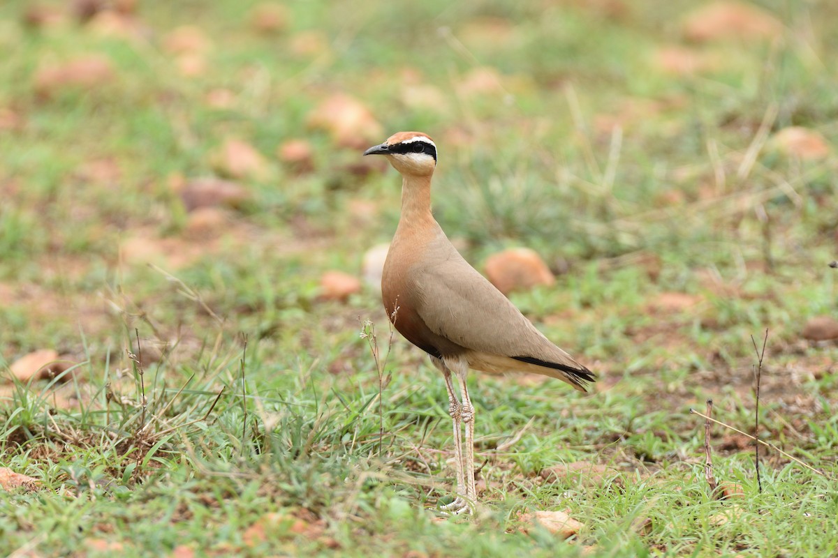 Indian Courser - ML510242871
