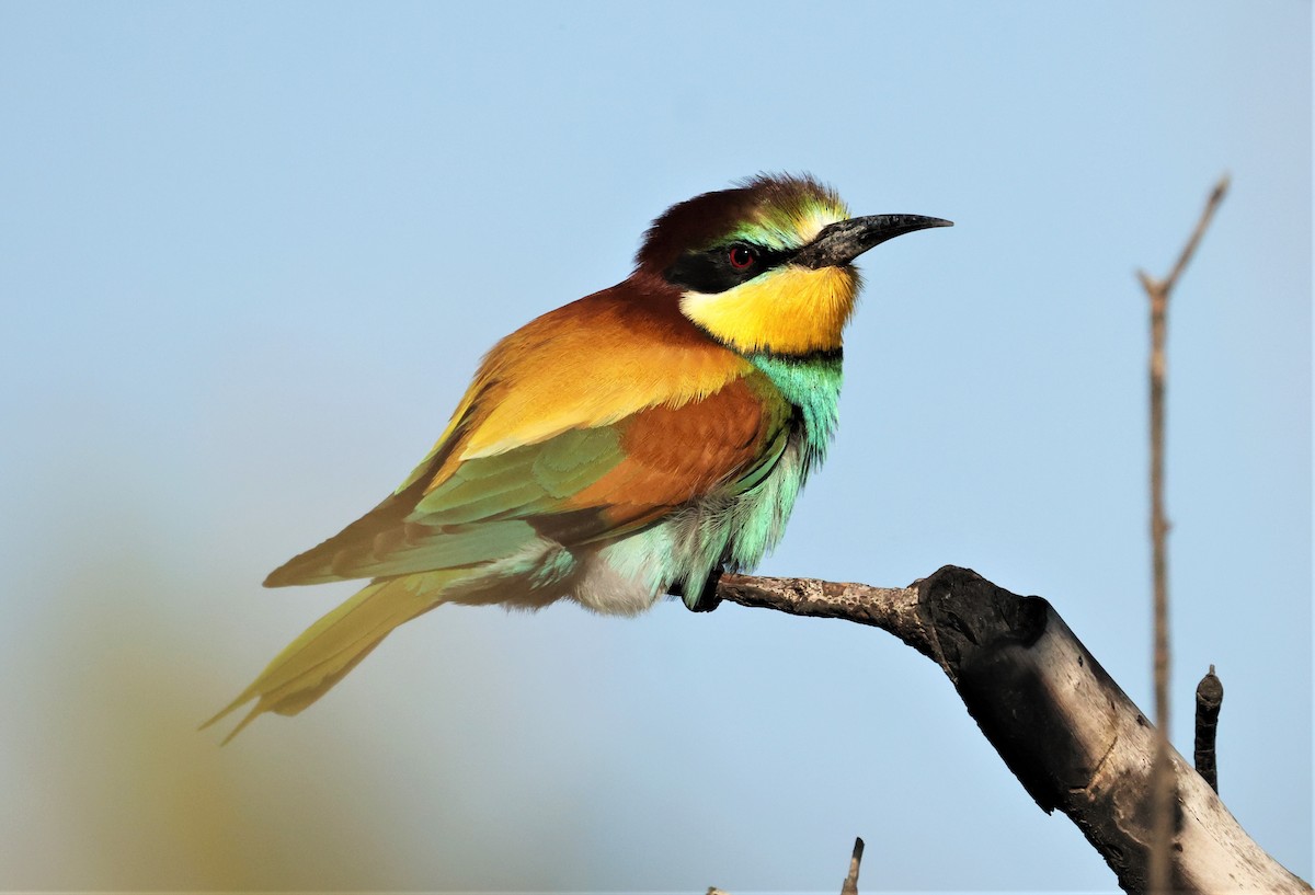 European Bee-eater - Ottavio Janni