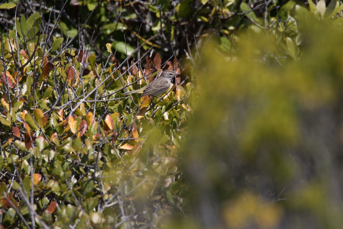 Palm Warbler - Kjell Larsen