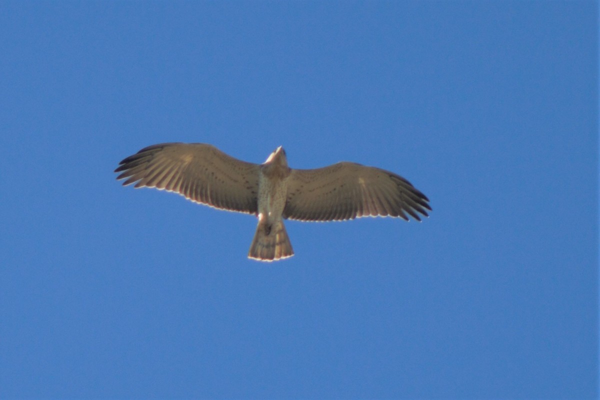 Short-toed Snake-Eagle - ML510243581