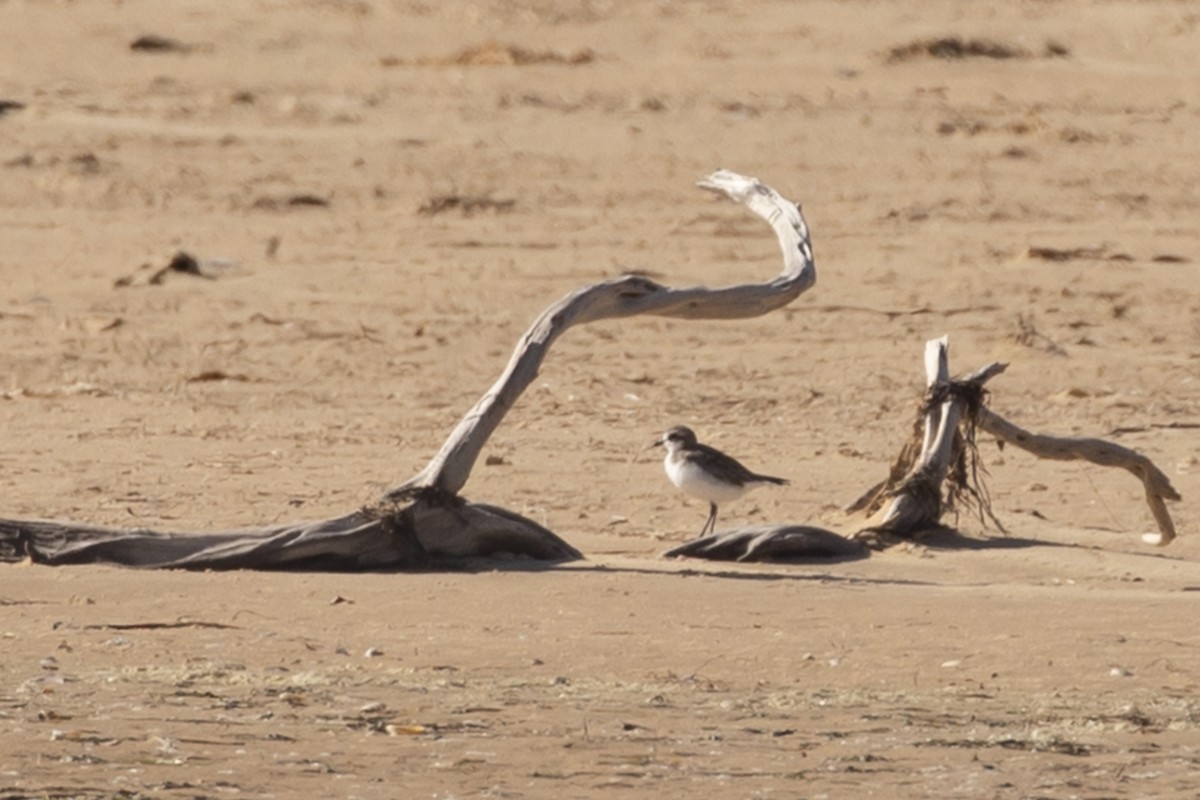 Siberian Sand-Plover - Isaac Clarey