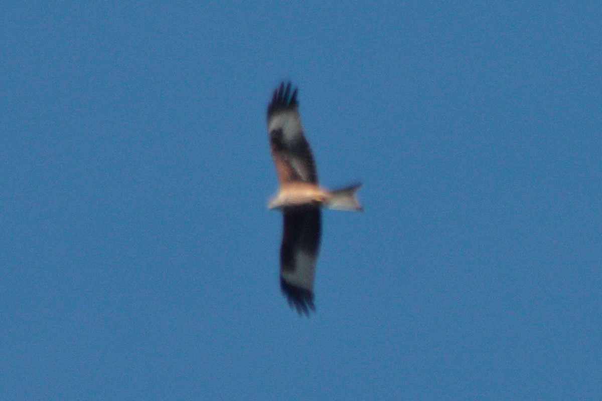 Red Kite - Pedro Cardia