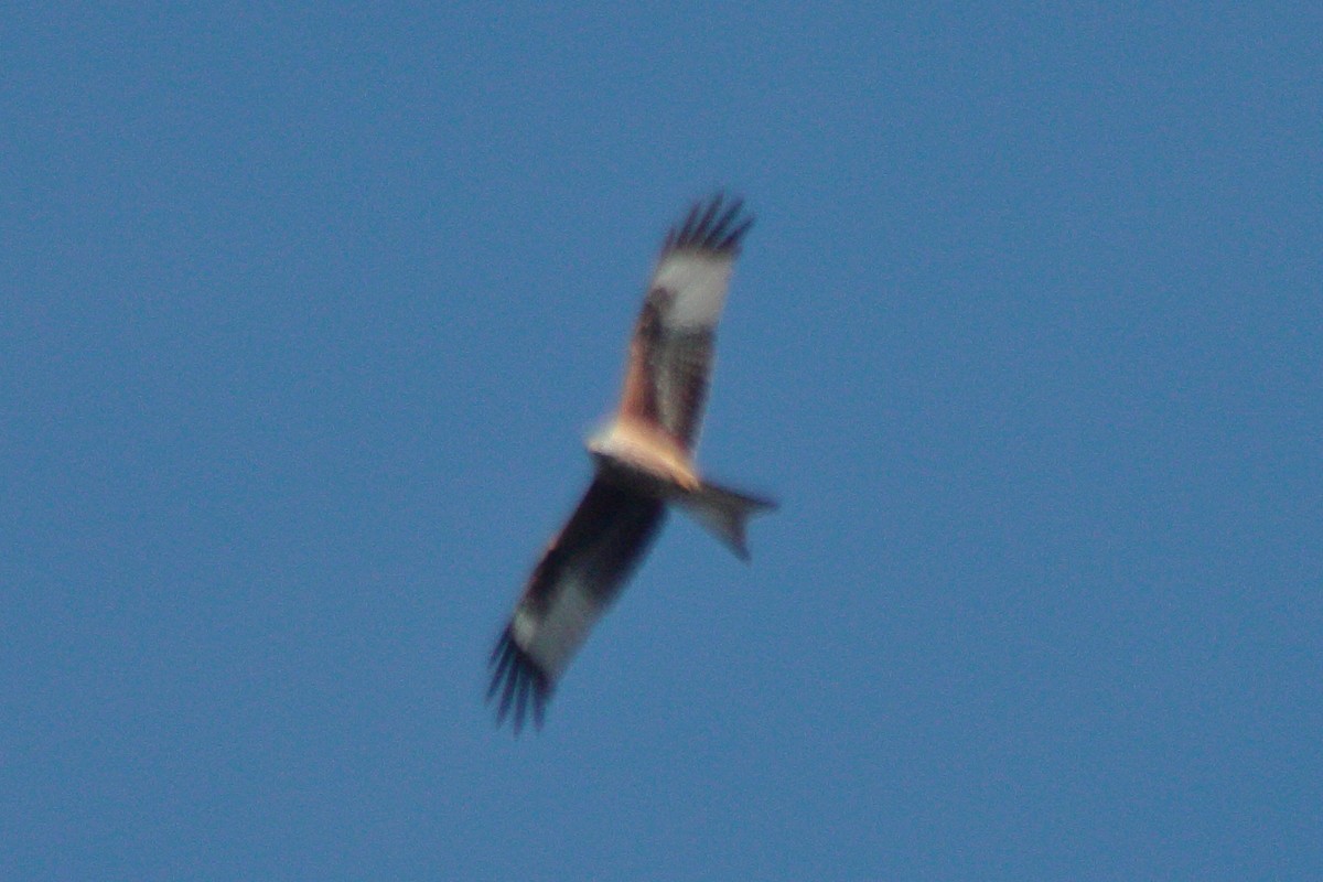 Red Kite - ML510243801