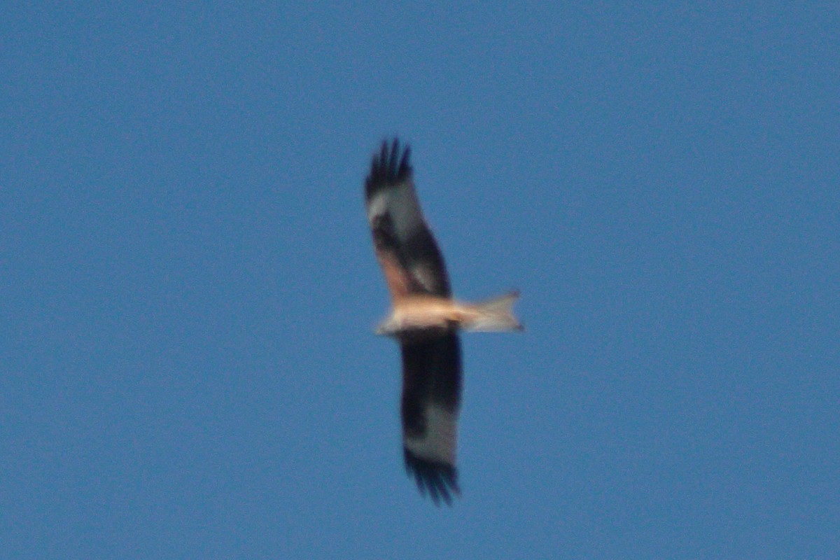 Red Kite - ML510243811