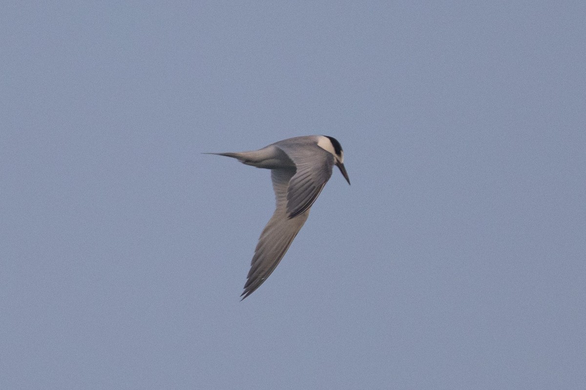 Little Tern - ML510243861