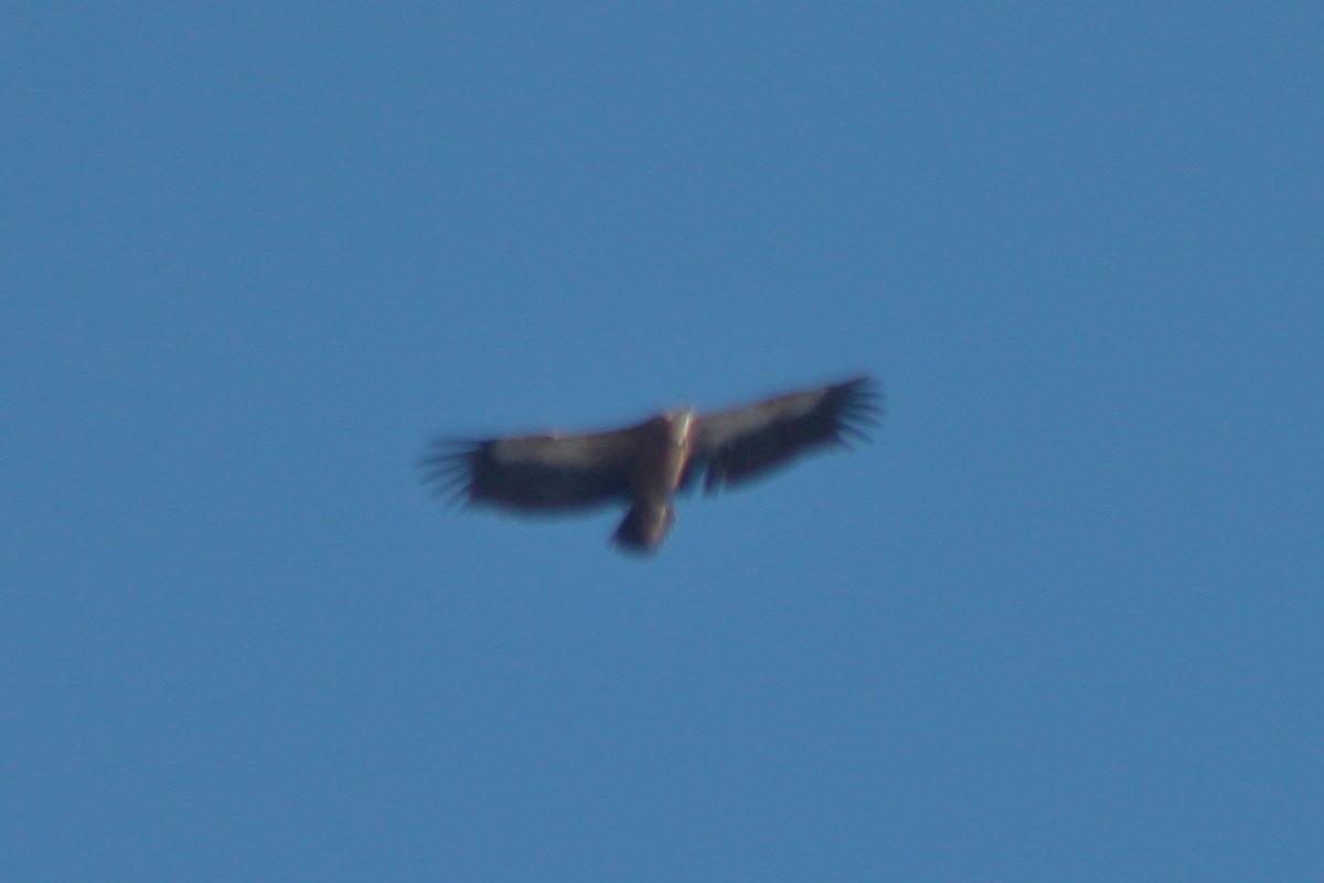 Eurasian Griffon - ML510243941