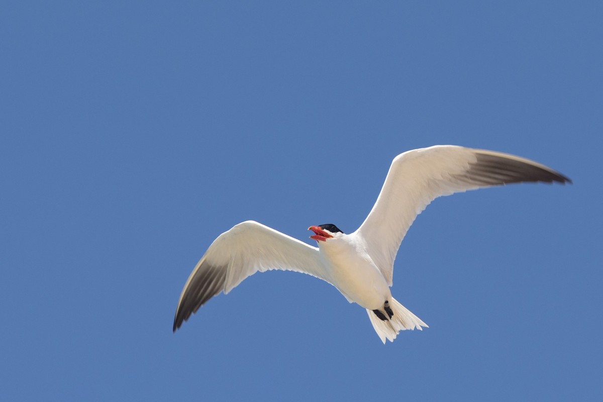 Caspian Tern - ML510244201