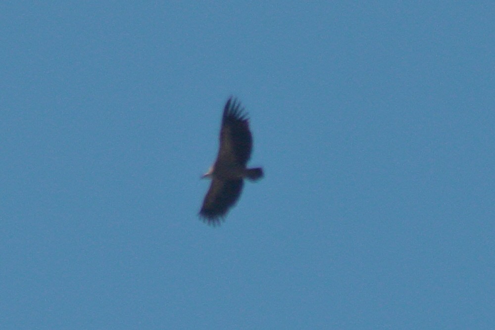 Eurasian Griffon - ML510244251