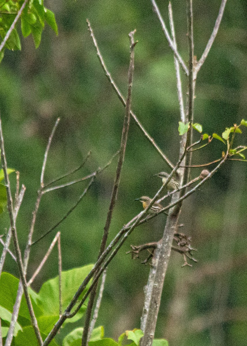 Visayan Rhabdornis - Toto Den M