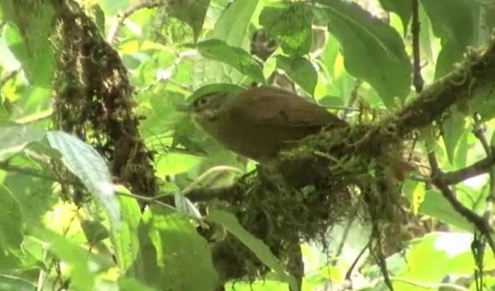 Scaly-throated Foliage-gleaner (Scaly-throated) - ML510244681