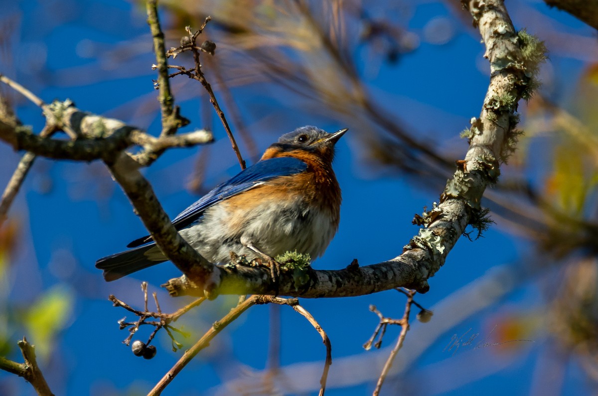 Eastern Bluebird - ML510245231