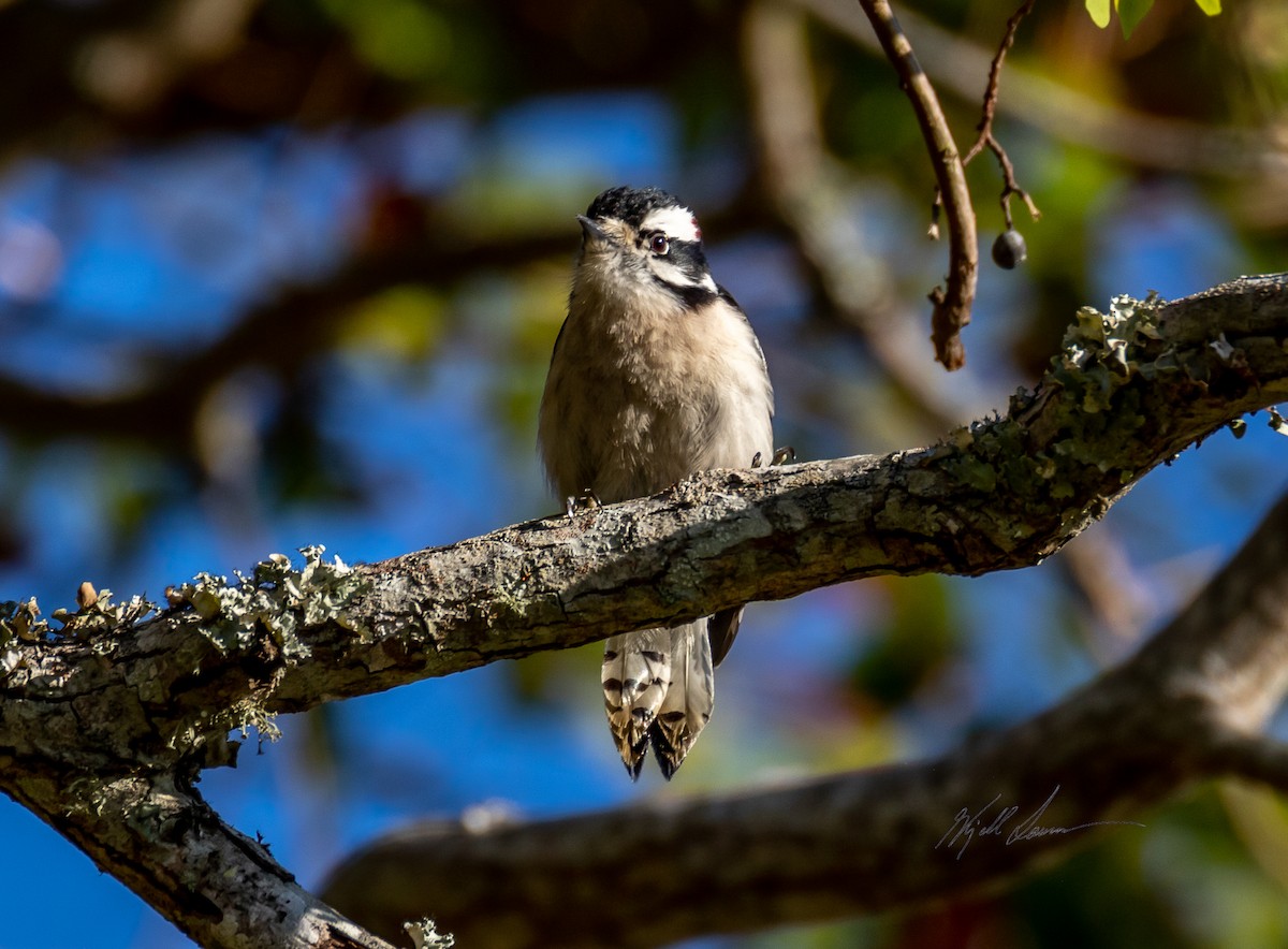 Downy Woodpecker - ML510245361