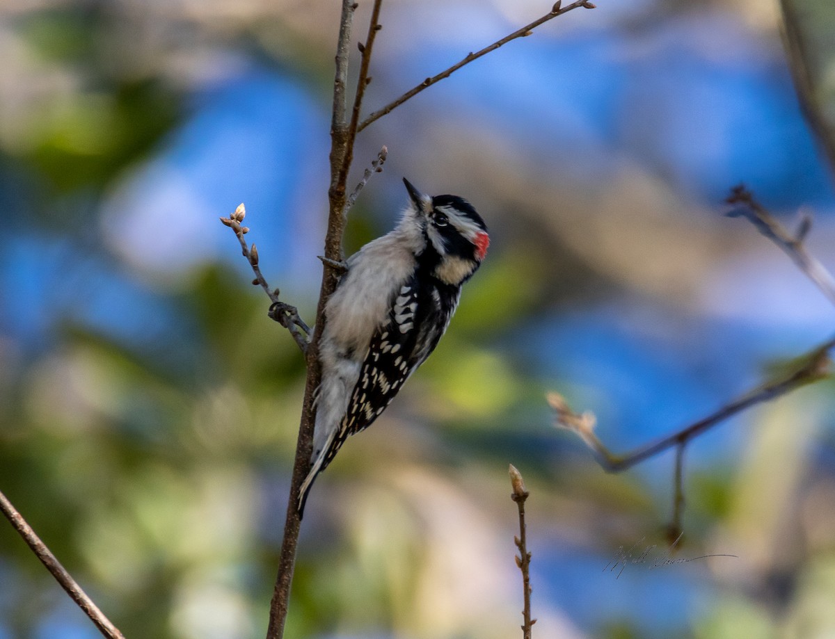 Downy Woodpecker - ML510245391