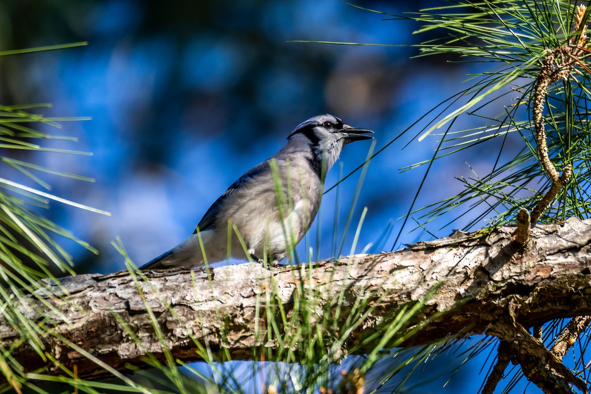 Blue Jay - ML510245461