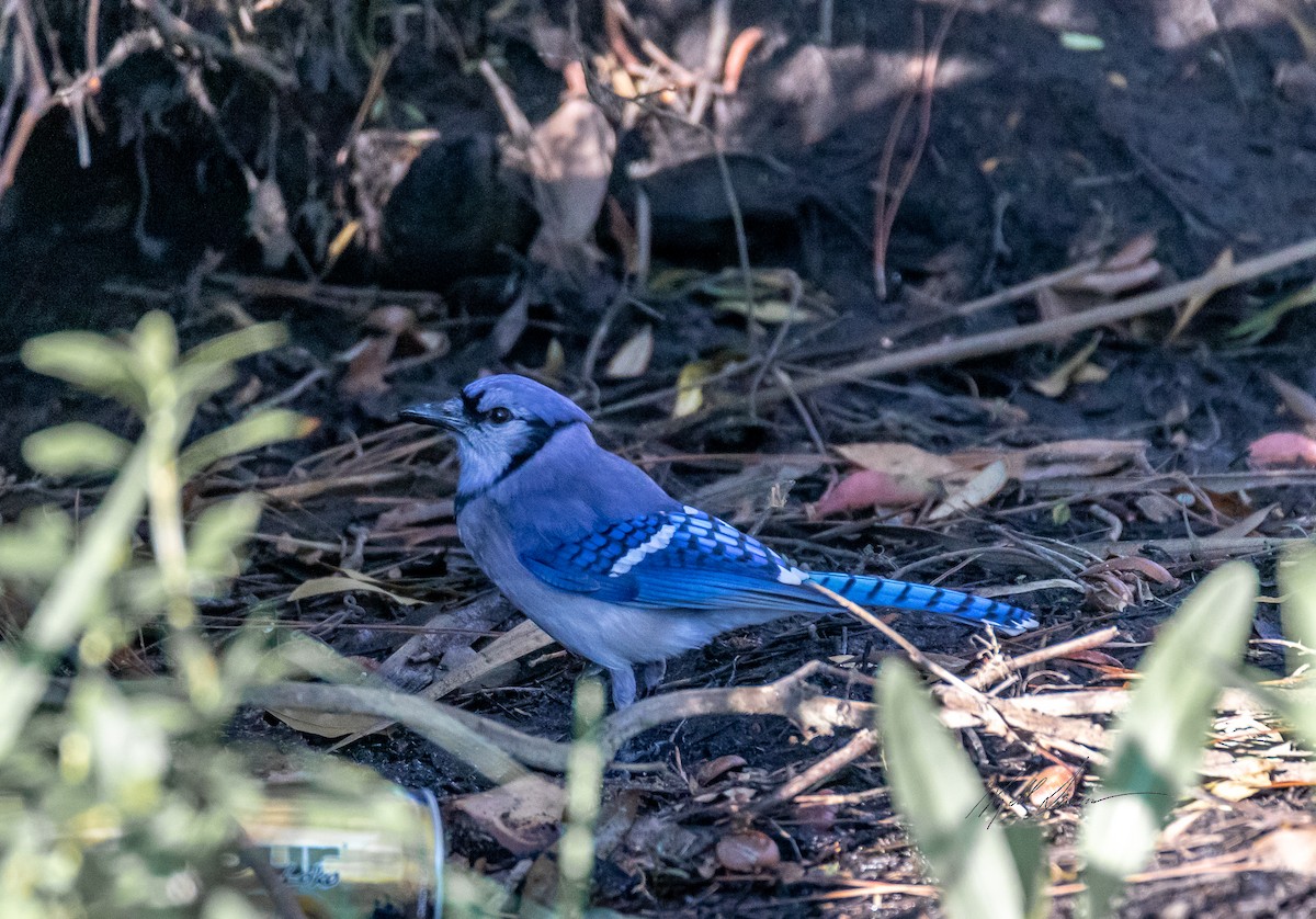 Blue Jay - ML510245671