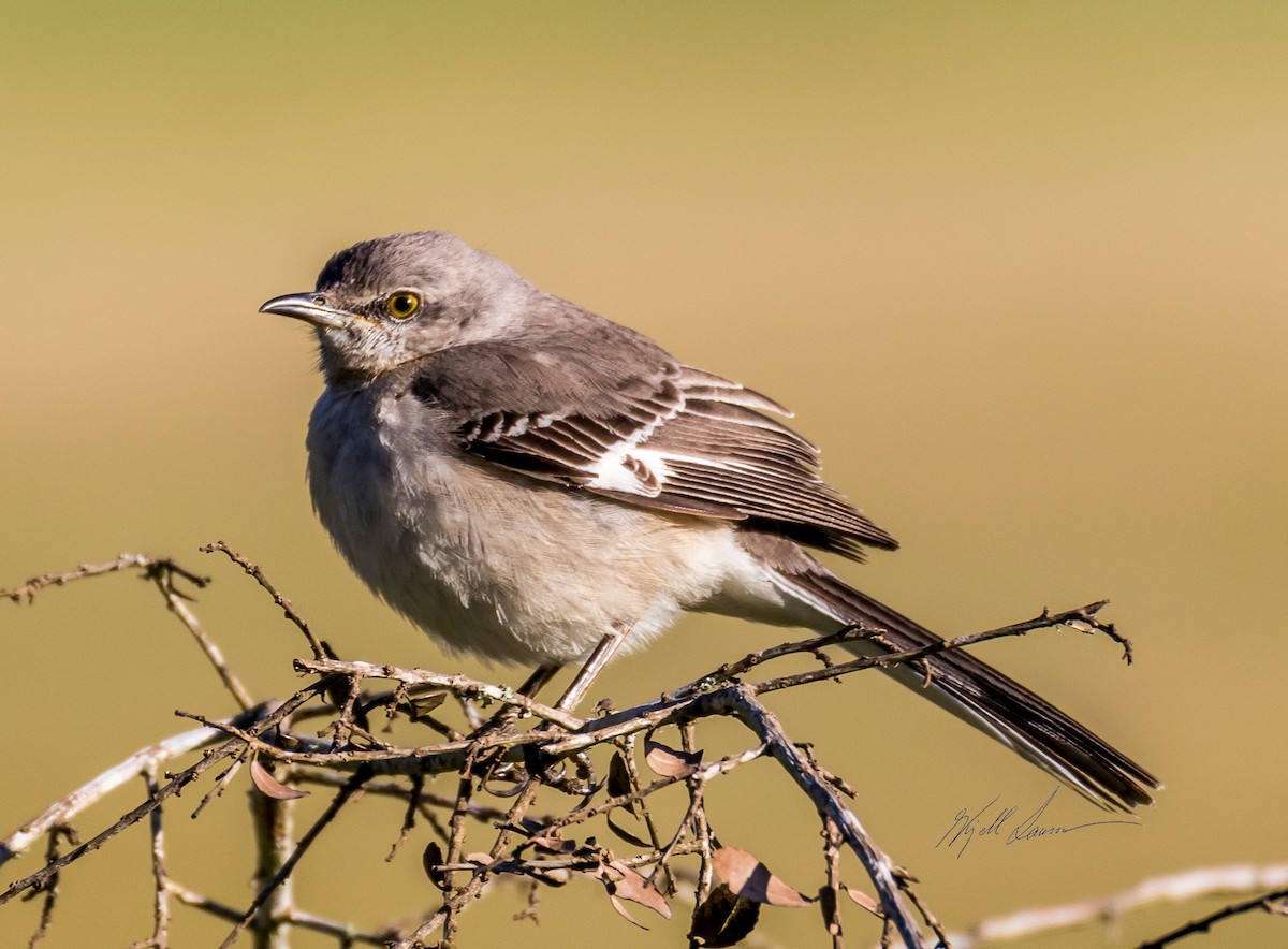 Northern Mockingbird - ML510245791