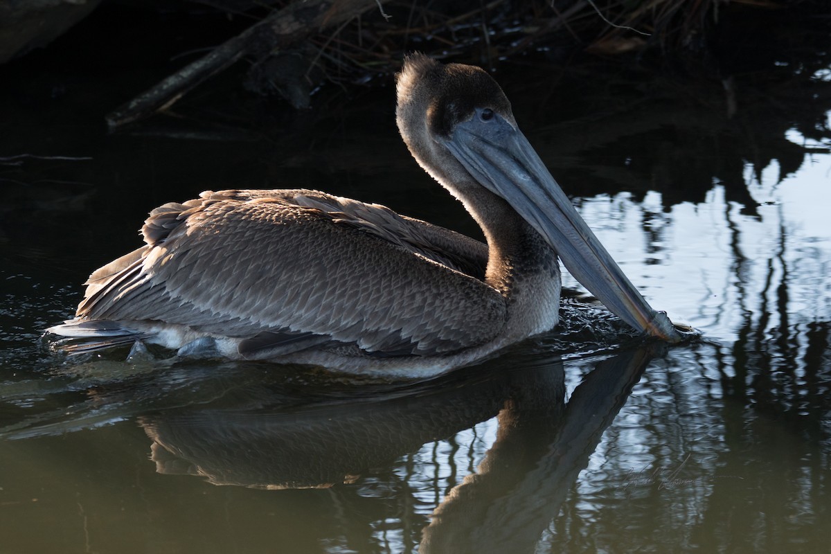 Brown Pelican - ML510245991