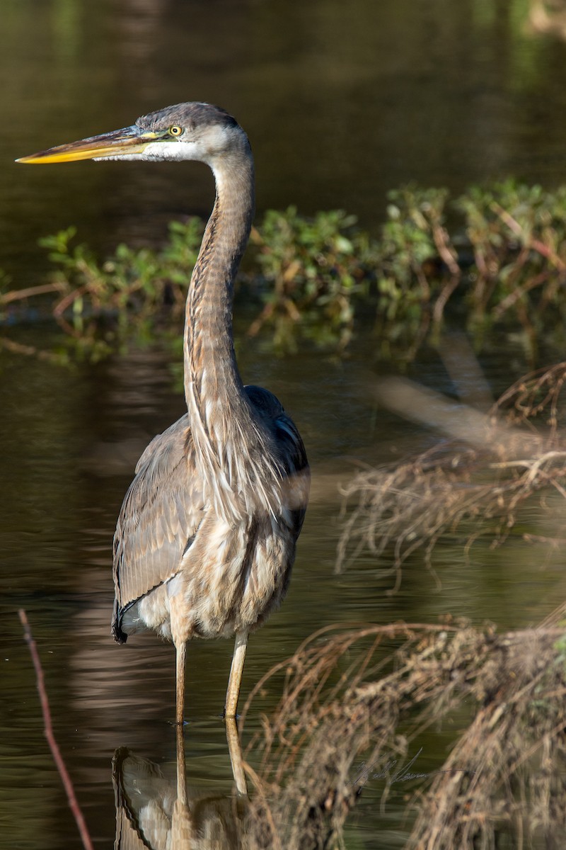 Great Blue Heron - ML510246141