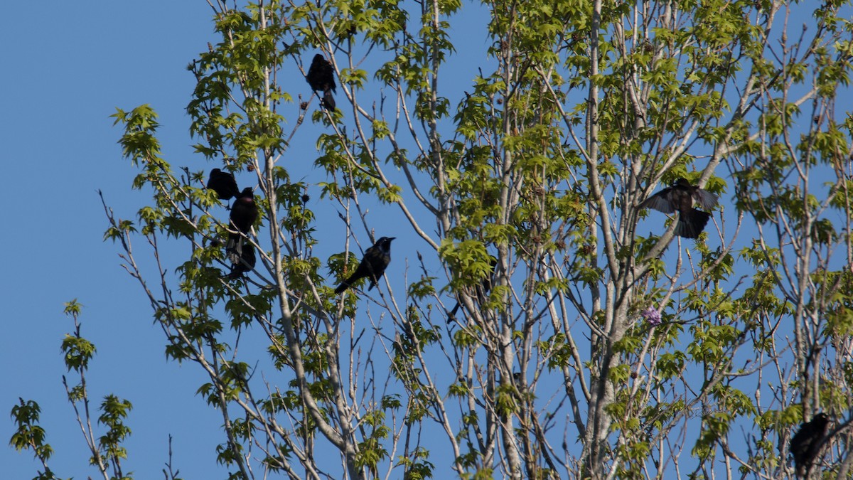 Common Grackle - ML510246261