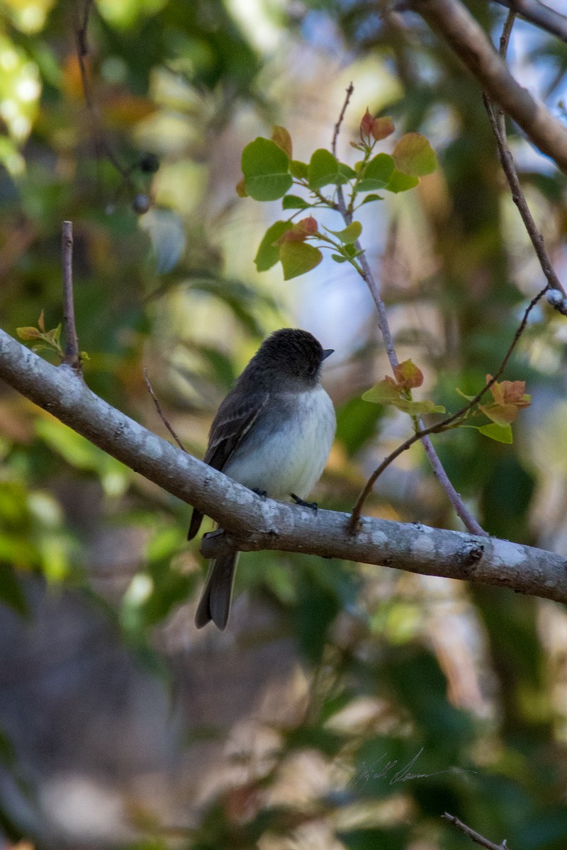 Eastern Phoebe - ML510246341