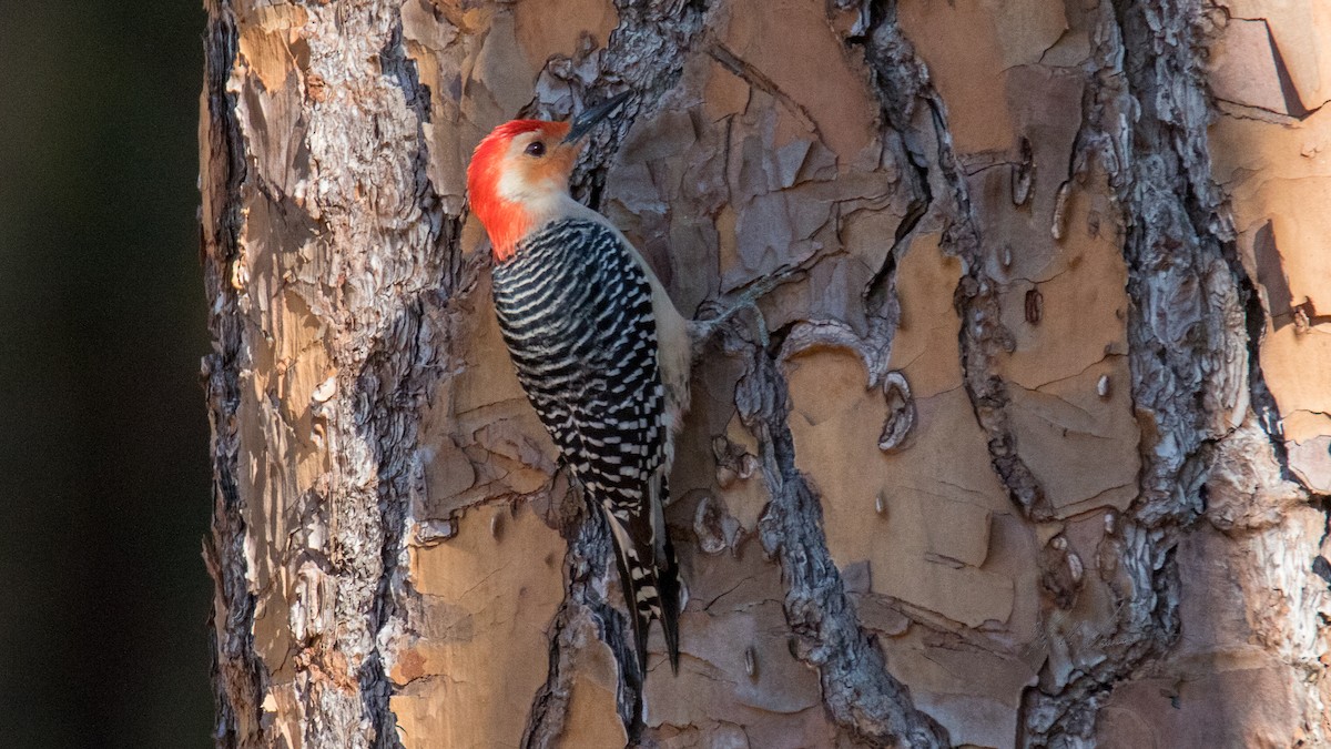 Red-bellied Woodpecker - Kjell Larsen