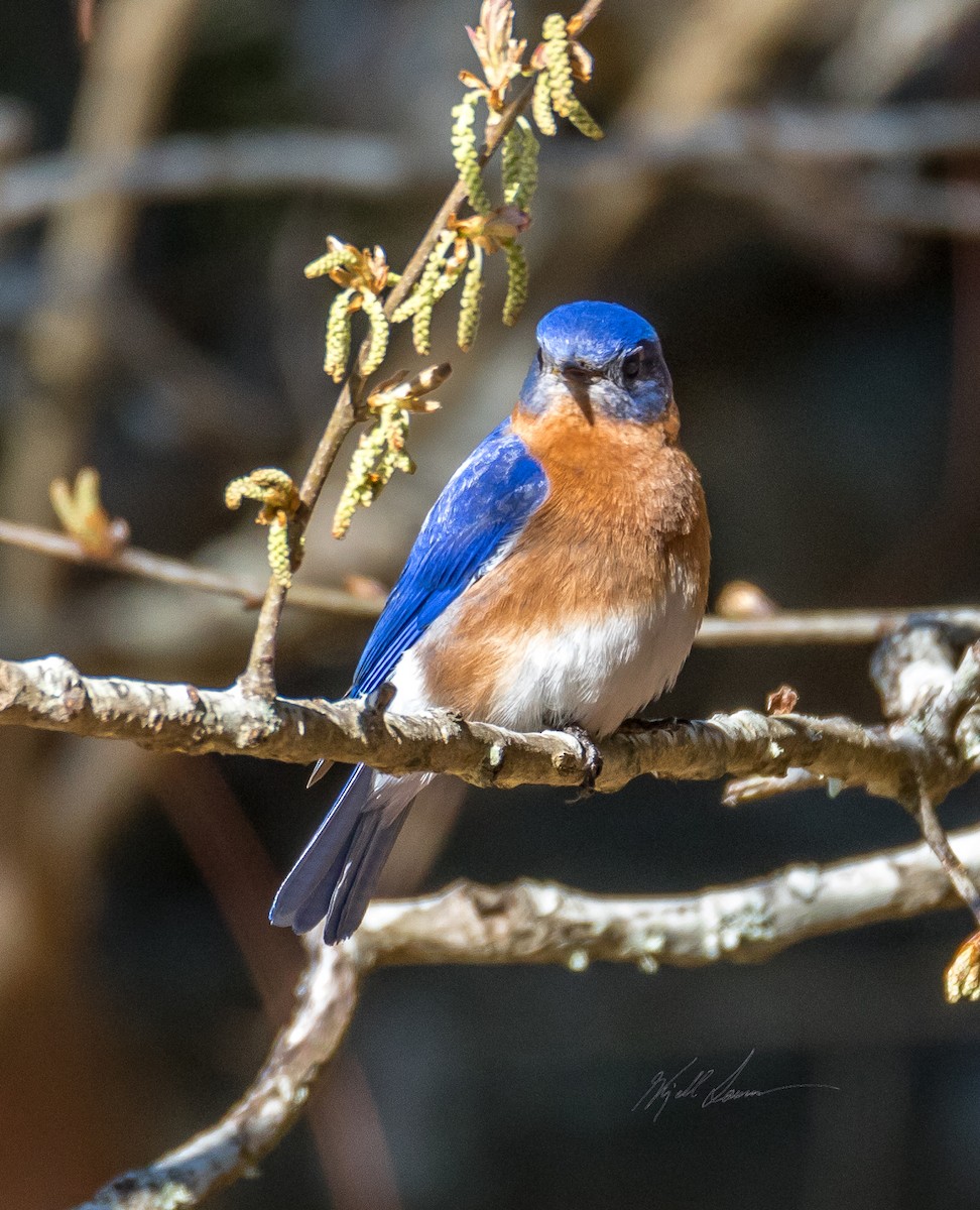 Eastern Bluebird - ML510246531