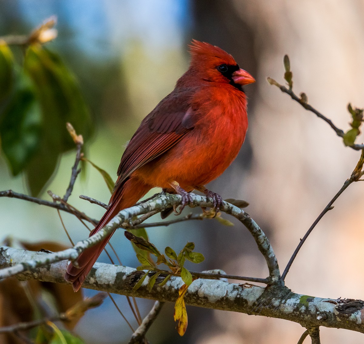 Northern Cardinal - ML510246551