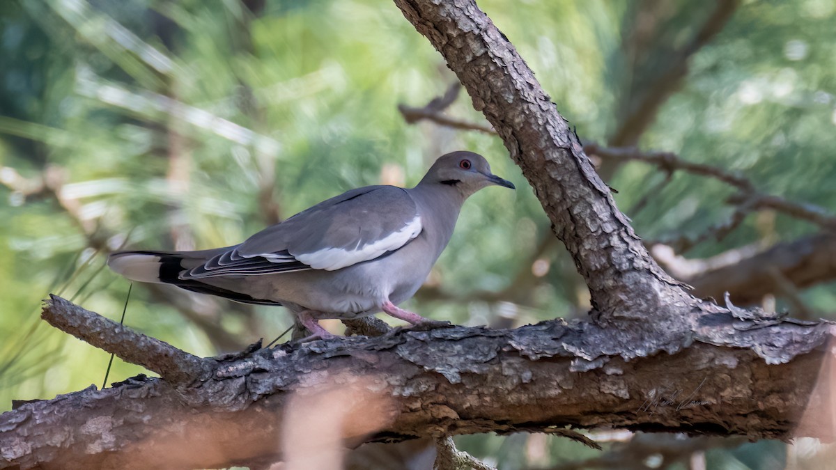 White-winged Dove - ML510246641