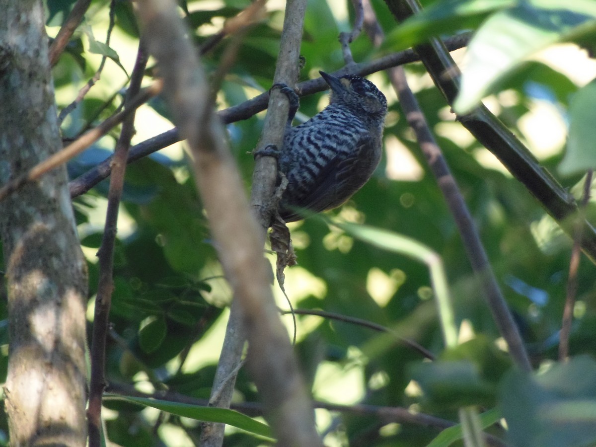 White-barred Piculet - WILLIAM MACIEL