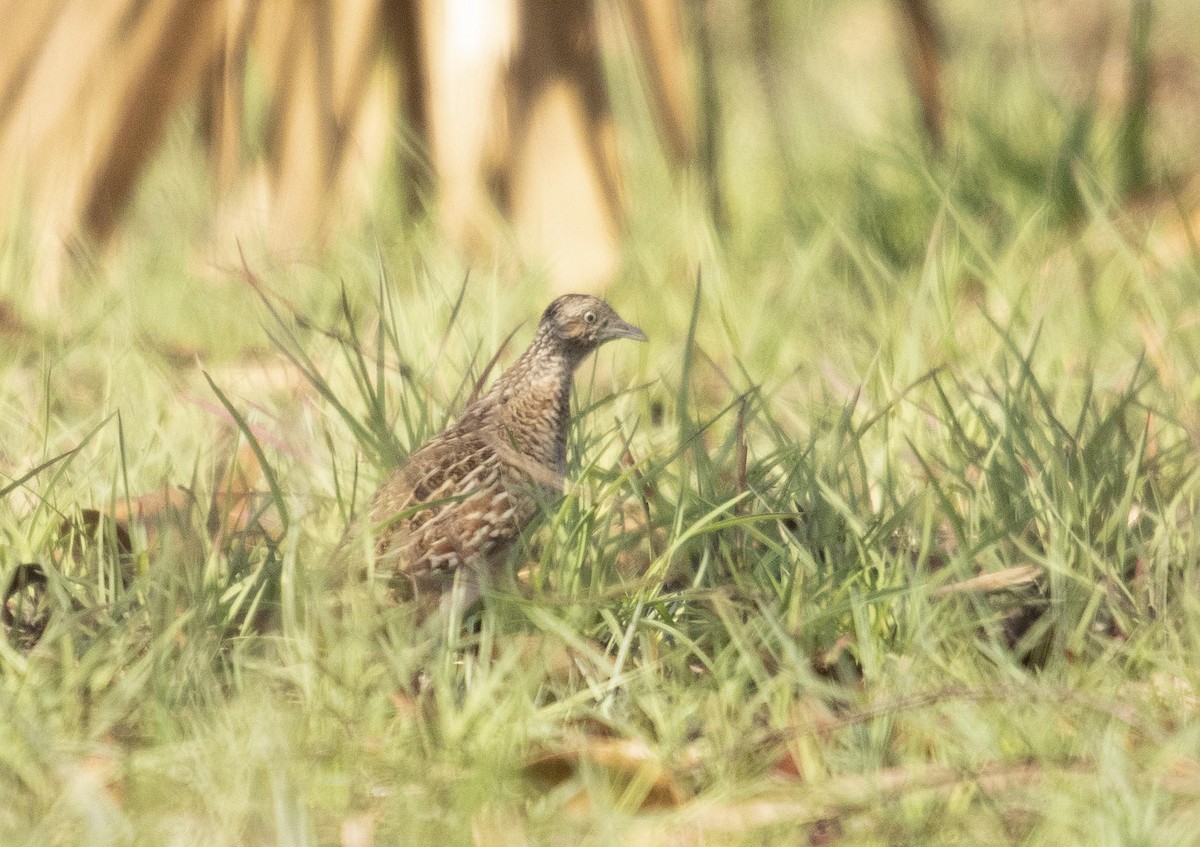 Madagascar Buttonquail - ML510248851