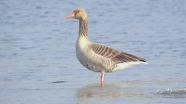 Graylag Goose - ML510249221