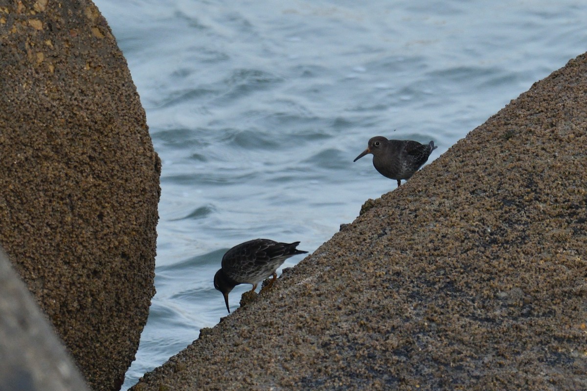 Purple Sandpiper - ML510250451