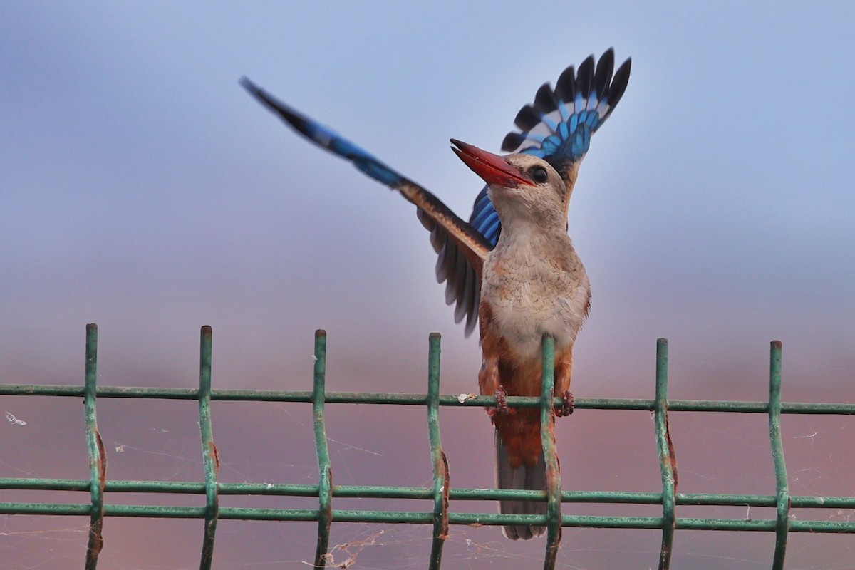 Gray-headed Kingfisher - ML510250921