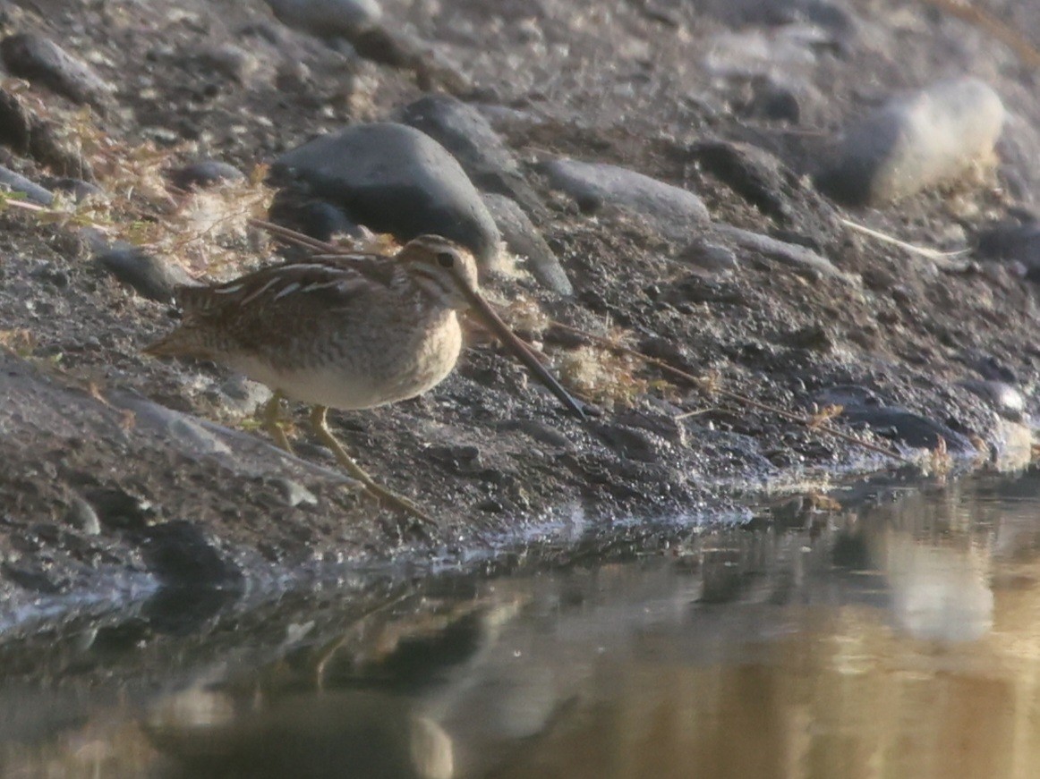 Common Snipe - ML510251081