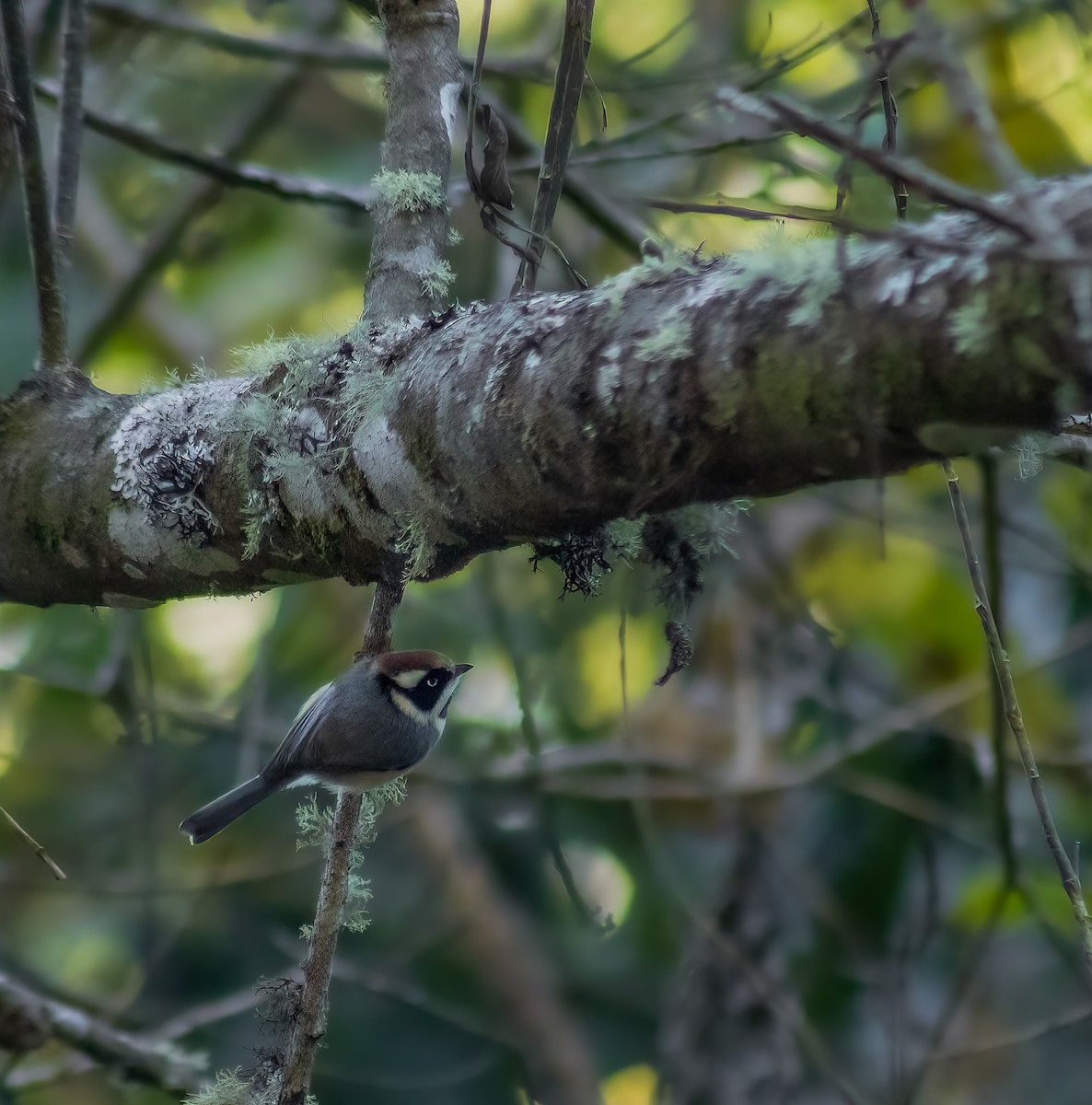 Black-throated Tit - ML510251121