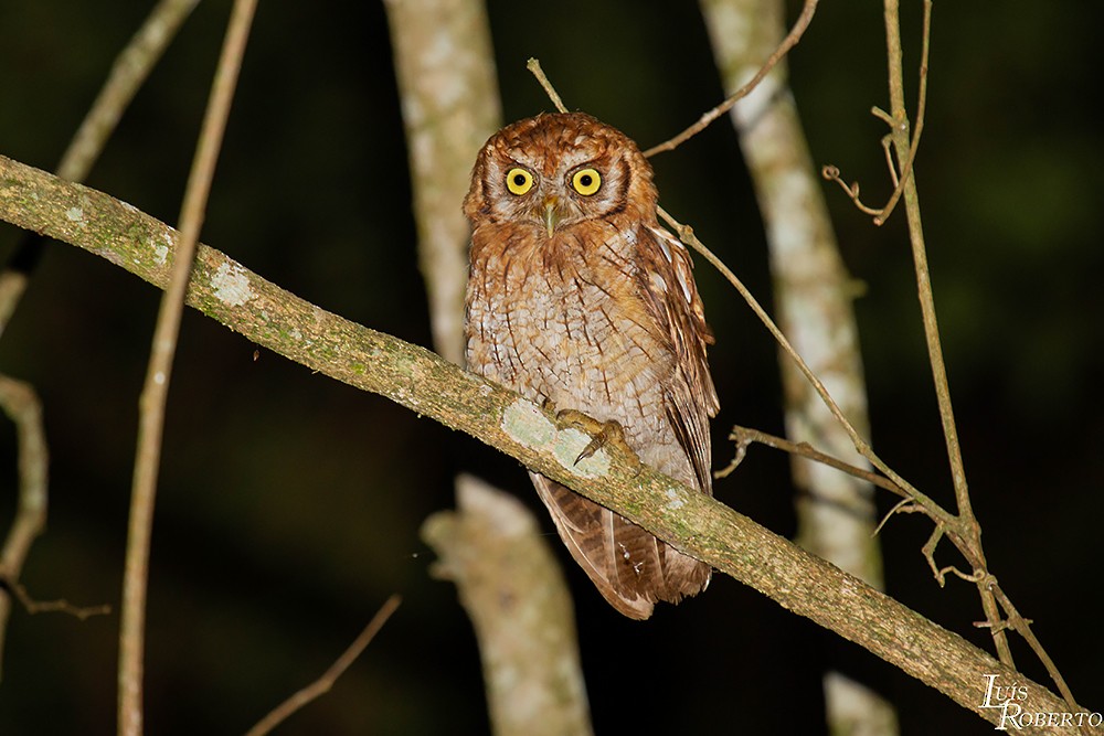 Tropical Screech-Owl - Luis Roberto da Silva