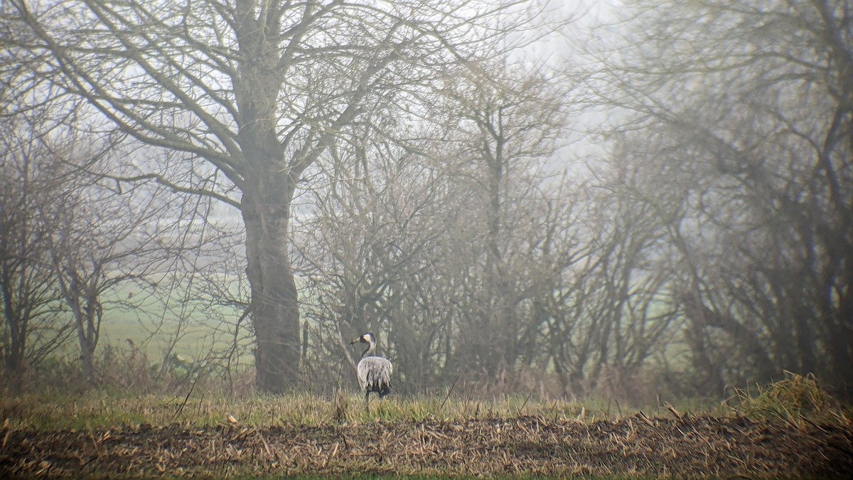 Common Crane - ML510252291