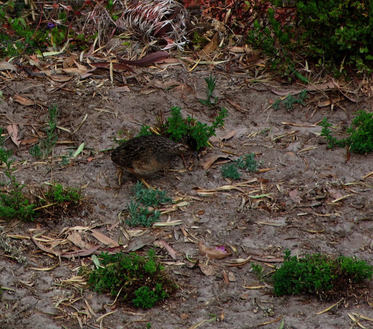 Andean Tinamou - ML510253051