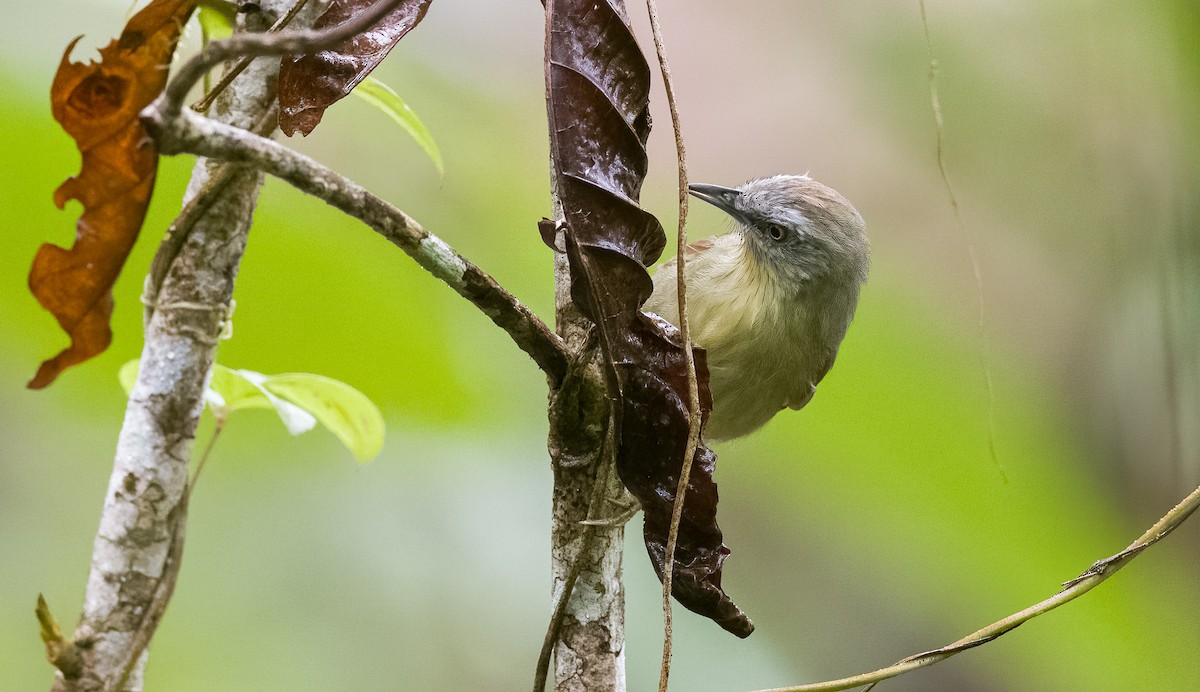 Pin-striped Tit-Babbler (Palawan) - ML510253311