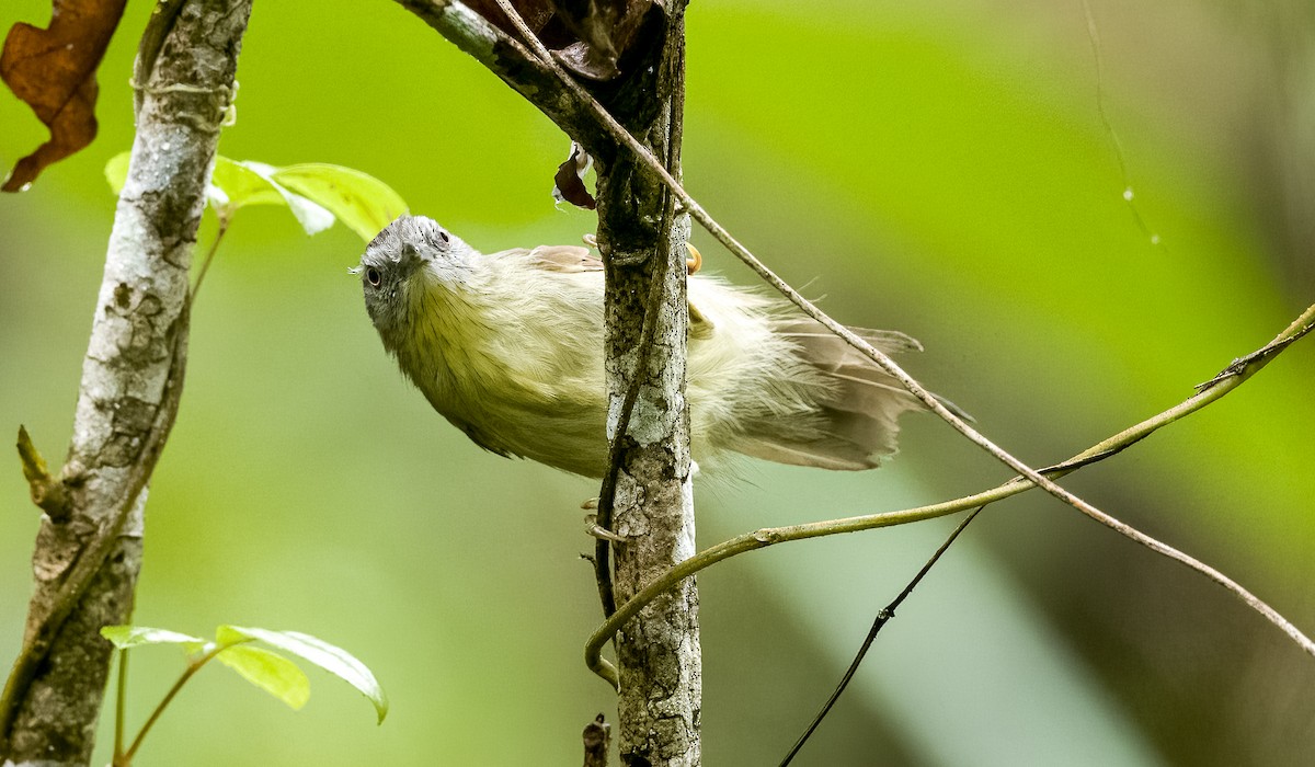 Pin-striped Tit-Babbler (Palawan) - ML510253321