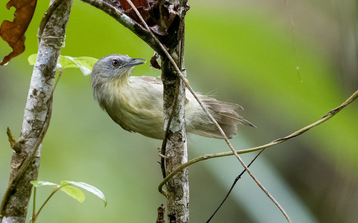 Pin-striped Tit-Babbler (Palawan) - ML510253331