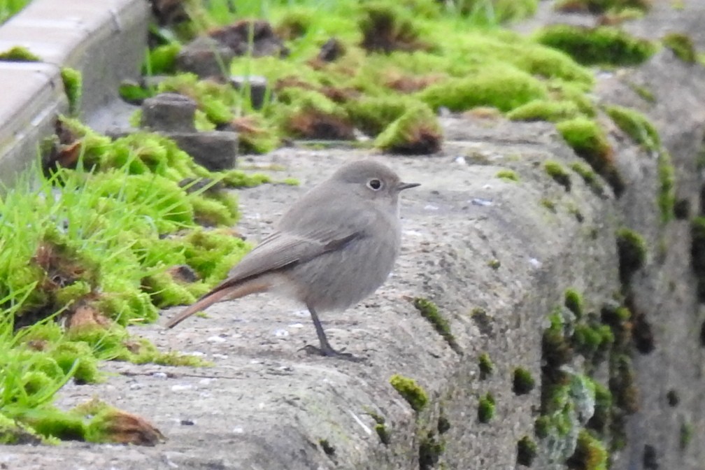 Black Redstart - ML510253521