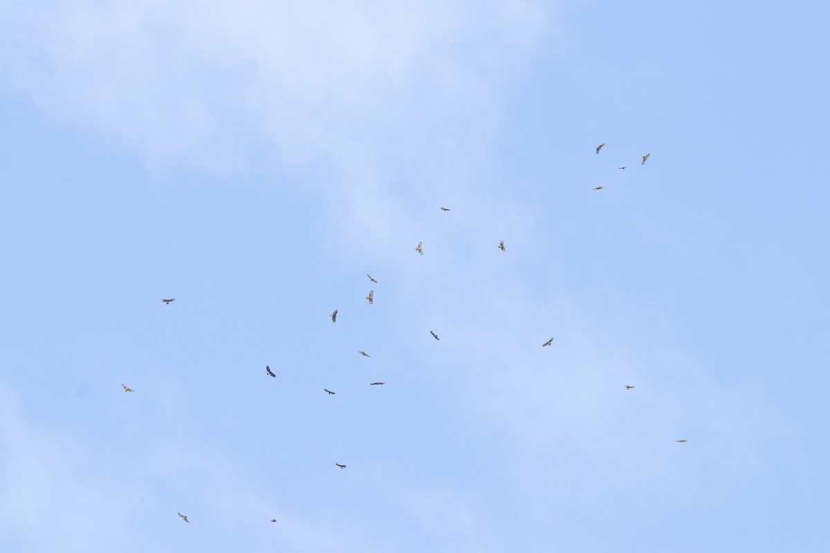 Hook-billed Kite - ML510254751