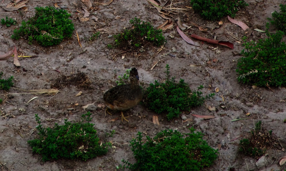 Andean Tinamou - ML510254781